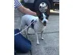 Rat Terrier DOG FOR ADOPTION RGADN-252336 - Patches - Rat Terrie