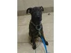 Mountain Cur DOG FOR ADOPTION RGADN-338741 - Mackinac-ADOPTED - 