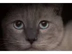 Adopt Blu a Siamese  Mixed cat in Oakland CA (16866933)