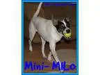 Adopt MILO a Tricolor (TanBrown and Black and White) Cattle Dog 