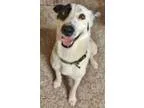 Unknown-Pointer Mix DOG FOR ADOPTION RGADN-349107 - Gracie - Poi
