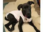Unknown-Labrador Retriever Mix DOG FOR ADOPTION RGADN-223505 - I
