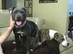 Adopt Poppy a GrayBlueSilverSal t and Pepper American Pit Bull T