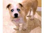 Adopt Canela a White - with Tan Yellow or Fawn Dachshund  Terrie
