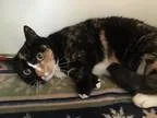 Adopt Passion a Domestic Shorthair  Mixed cat in Virginia Beach 