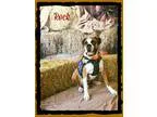 Boxer DOG FOR ADOPTION RGADN-205992 - Rock - Boxer (short coat) 