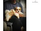 Adorable Non-Shedding Teddy Bear Puppies (Shichons