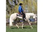 AQHA Cremello Stallion At Studbeautiful mover