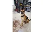 German Shepherd Dog DOG FOR ADOPTION RGADN-356075 - Maggie - Ger