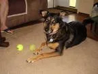 Unknown-German Shepherd Dog Mix DOG FOR ADOPTION RGADN-290691 - 