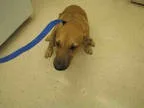 Unknown-Labrador Retriever Mix DOG FOR ADOPTION RGADN-337597 - R