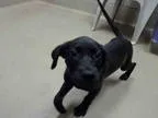 Kindness - Female ChihuahuaTerrier (Unknown Type Medium) Mix