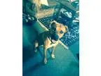 Unknown-Black Mouth Cur Mix DOG FOR ADOPTION RGADN-304386 - Oxfo