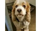 Cocker Spaniel DOG FOR ADOPTION RGADN-325783 - Buffy B 16-050 - 