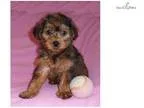 Godiva Female Yorkiepoo puppy for Sale in Ohio