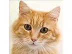 Adopt Juan a Domestic Longhair  Mixed cat in Des Moines IA (1684