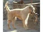 Adopt Chole a RedGoldenOrangeCh estnut Labrador Retriever  Golde