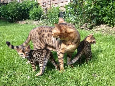 mn Scotish fold Kittens