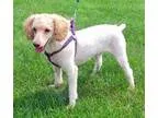 Adopt Jax a Poodle (Standard)  Mixed dog in Rochester NY (167922