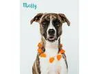 Adopt Molly a Brindle - with White Shepherd (Unknown Type)  Boxe