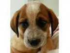 Adopt Kelly Football a Australian Cattle Dog (Blue Heeler) Hound