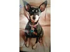 Miniature Pinscher DOG FOR ADOPTION RGADN-349456 - Coco - Miniat