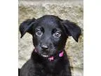 German Shepherd Dog-Border Collie Mix DOG FOR ADOPTION RGADN-359