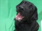 Adopt Kota a Labradoodle Mixed dog in Portland OR ()