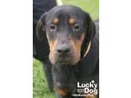 Unknown-Rottweiler Mix DOG FOR ADOPTION RGADN-351170 - Romeo - R