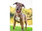 Unknown-Dachshund Mix DOG FOR ADOPTION RGADN-325510 - Tess D3154