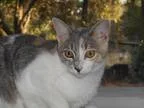 Adopt Bunni a Calico or Dilute Calico Domestic Shorthair (short 