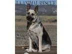Adopt Mama Bear a Black - with Tan Yellow or Fawn German Shepher