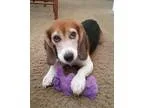 Big Plush 6 flags prize Dog