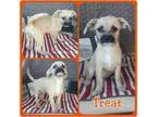 Adopt Treat a Terrier