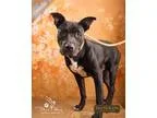 Adopt Donnie a Black - with White American Pit Bull Terrier  Mix