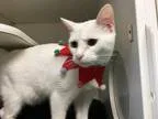Babysitter in Yorktown, VA 23690 - Mercedi L.