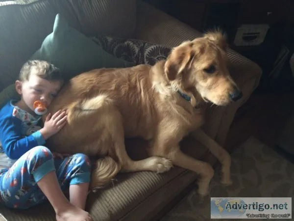 Young Adult Golden Retriever - Male