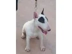 Bull Terrier DOG FOR ADOPTION RGADN-25290 - KHALIFA (DG) - Bull 