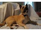 Adopt Perry a American Staffordshire Terrier Pit Bull Terrier