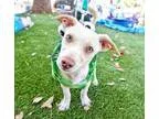 Dorgi DOG FOR ADOPTION RGADN-350777 - Aramis Cologne - Dachshund