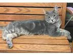 Adopt King a Gray Blue or Silver Tabby Domestic Shorthair  Mixed