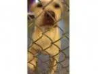 Adopt Reagan-shelter a Pit Bull Terrier
