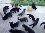 Adorable Kittens (IL Valley)