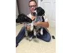 Unknown-Pointer Mix DOG FOR ADOPTION RGADN-335966 - Nancy - Poin