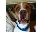 Unknown-Boxer Mix DOG FOR ADOPTION RGADN-31740 - Fred - Boxer  H