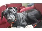 Unknown-Labrador Retriever Mix DOG FOR ADOPTION RGADN-168782 - J