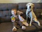 Jack Russell Terrier-American Pit Bull Terrier Mix DOG FOR ADOPT
