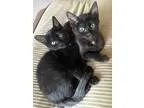 Adopt Fez and Red a Domestic Short Hair