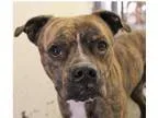 Adopt Cola a Brindle - with White Pit Bull Terrier  Mixed dog in