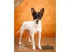 Adopt Lyla a Tricolor (TanBrown and Black and White) Rat Terrier
